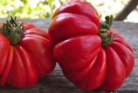 Heirloom Tomato Varieties: Guide to Flavorful Garden Picks