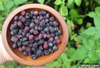 Foraging Wild Black Raspberries and How to Use Them