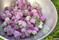 How to Harvest and Dry Red Clover for Seed and Forage
