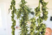 How to Dry Cannabis to Preserve Flavor and Potency