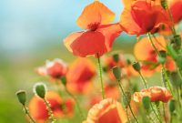 Top Memorial Day Sales and Discounts to Shop Now