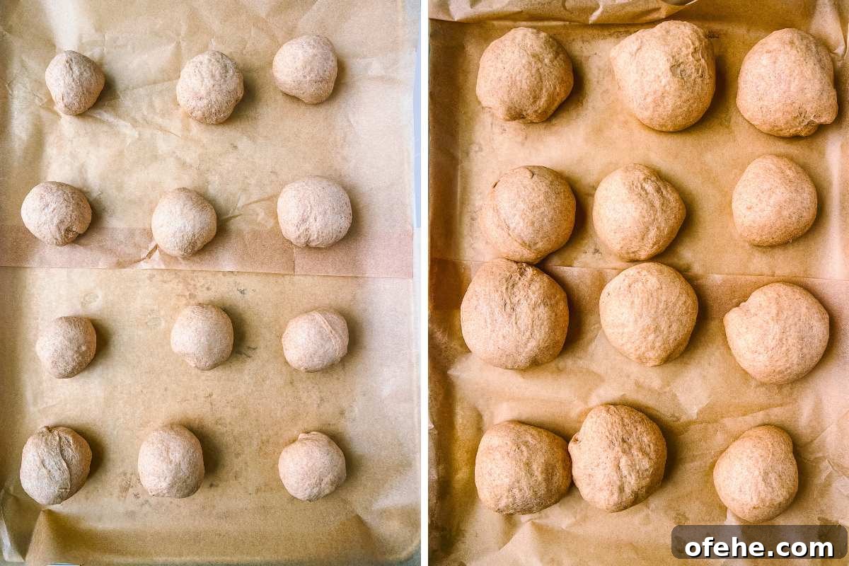 Whole Wheat Dinner Rolls Made in a Bread Machine 7 dough balls doubled in size on parchment lined baking sheet.