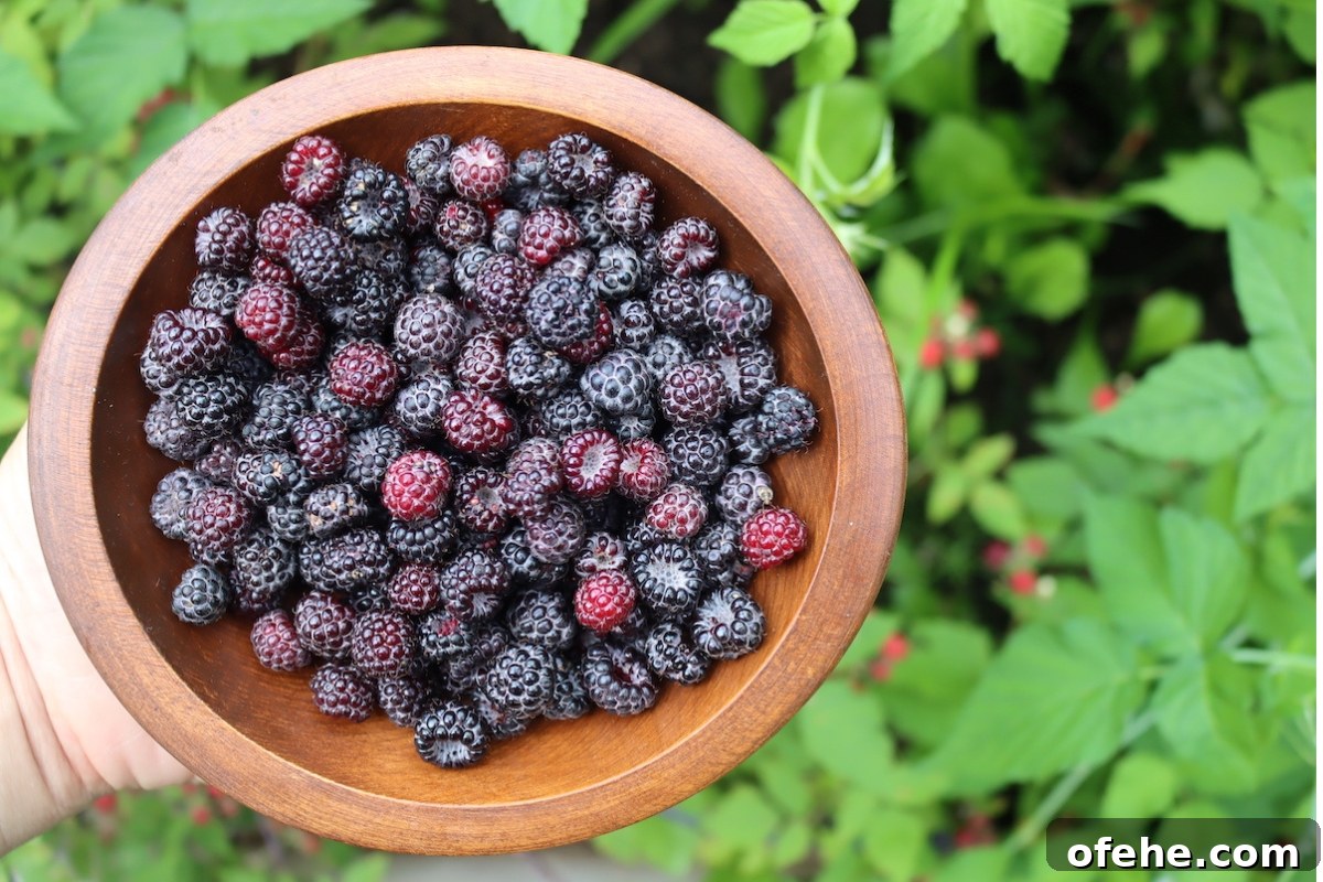 Wild Black Raspberries