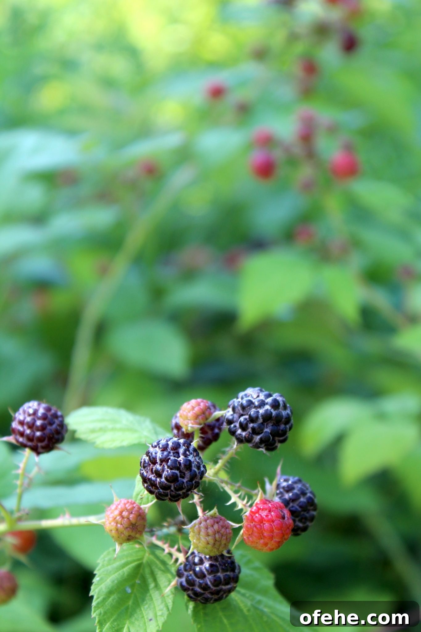 Wild Black Raspberry Fruit