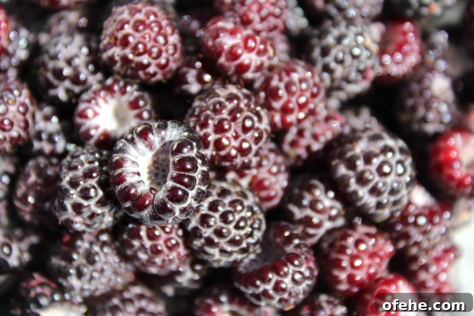 Black Raspberry Fruit Closeup