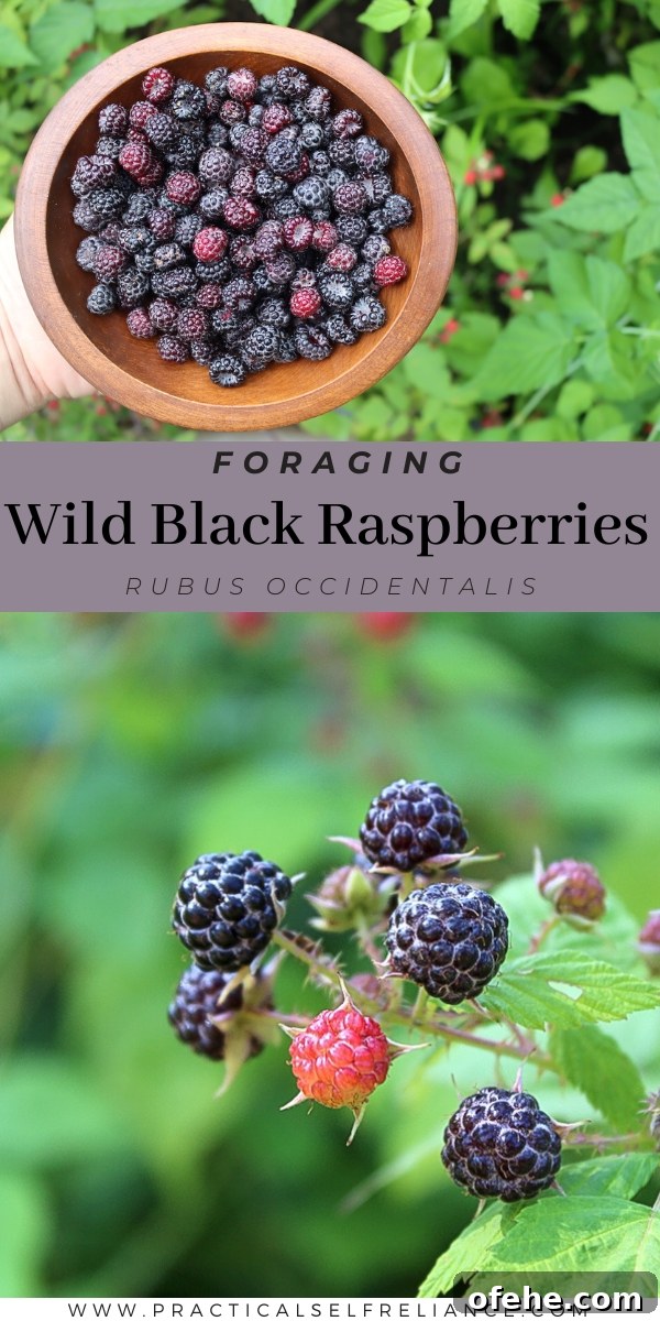 Foraging Wild Black Raspberries