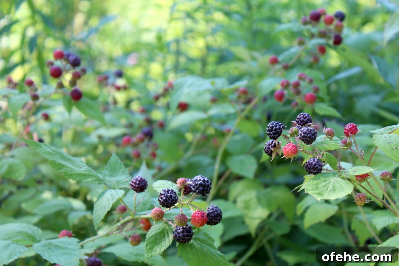 Black Raspberry Bushes