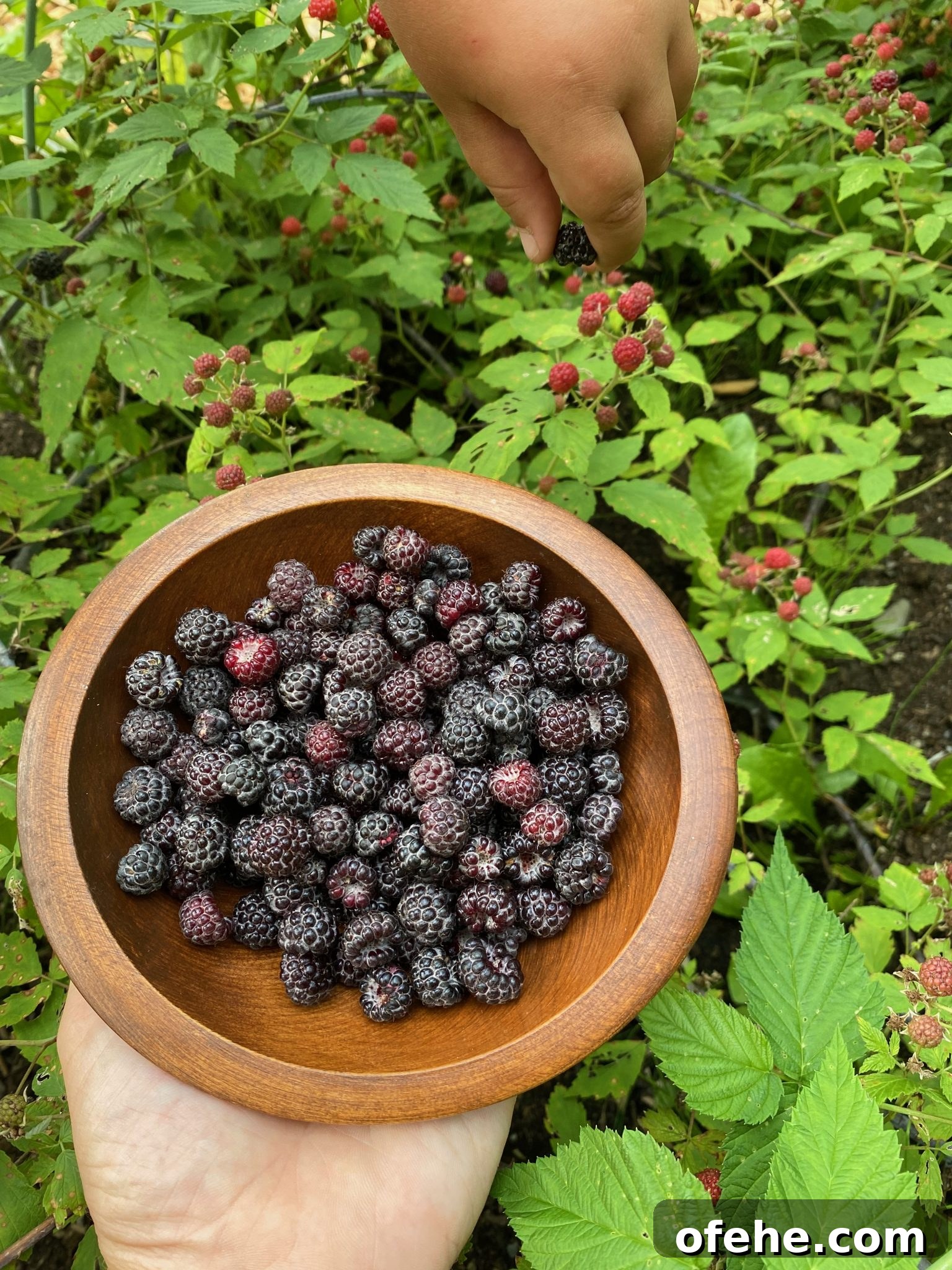 My daughter helping me harvest wild black raspberries