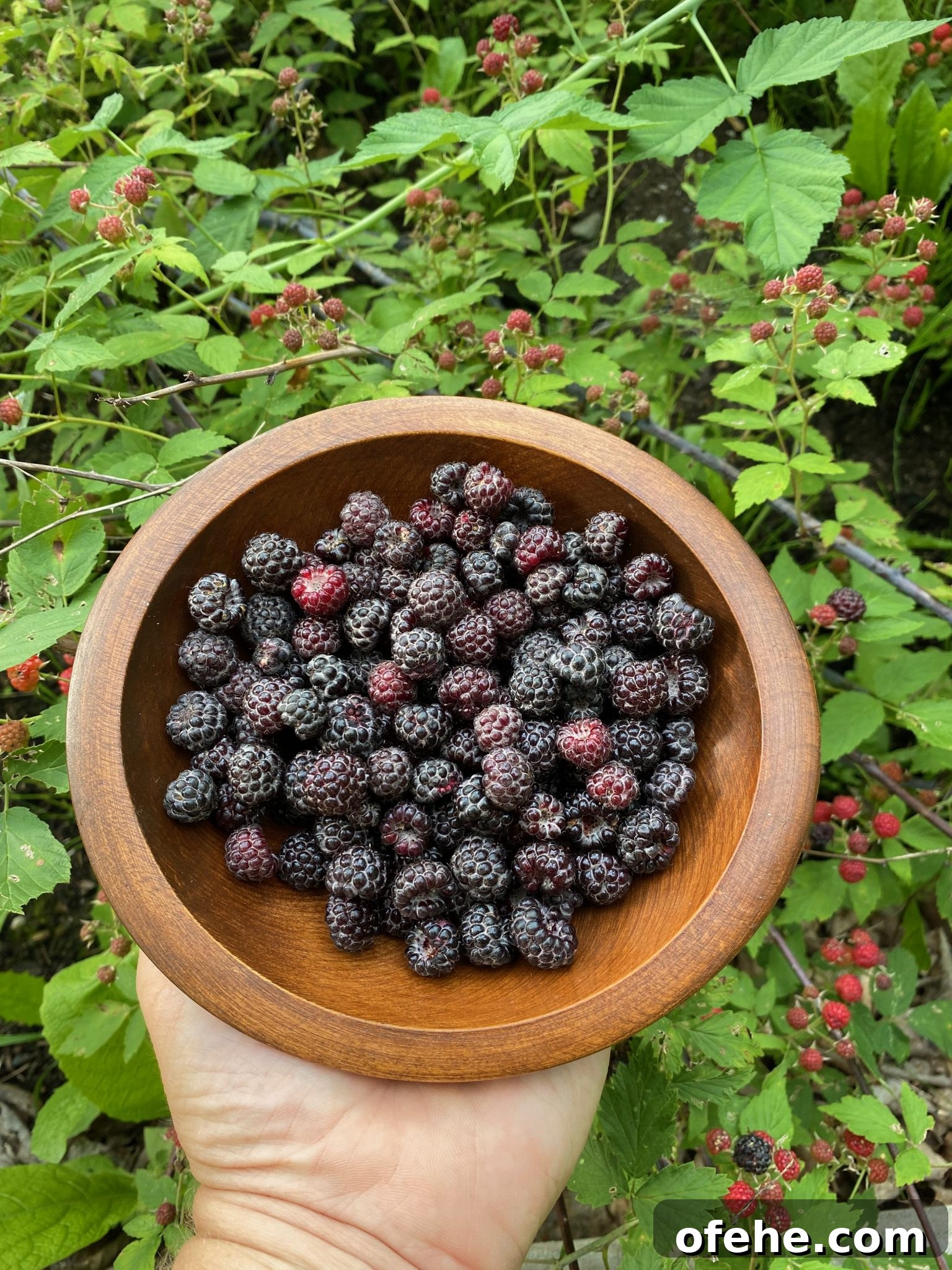 Wild Black Raspberries in bowl