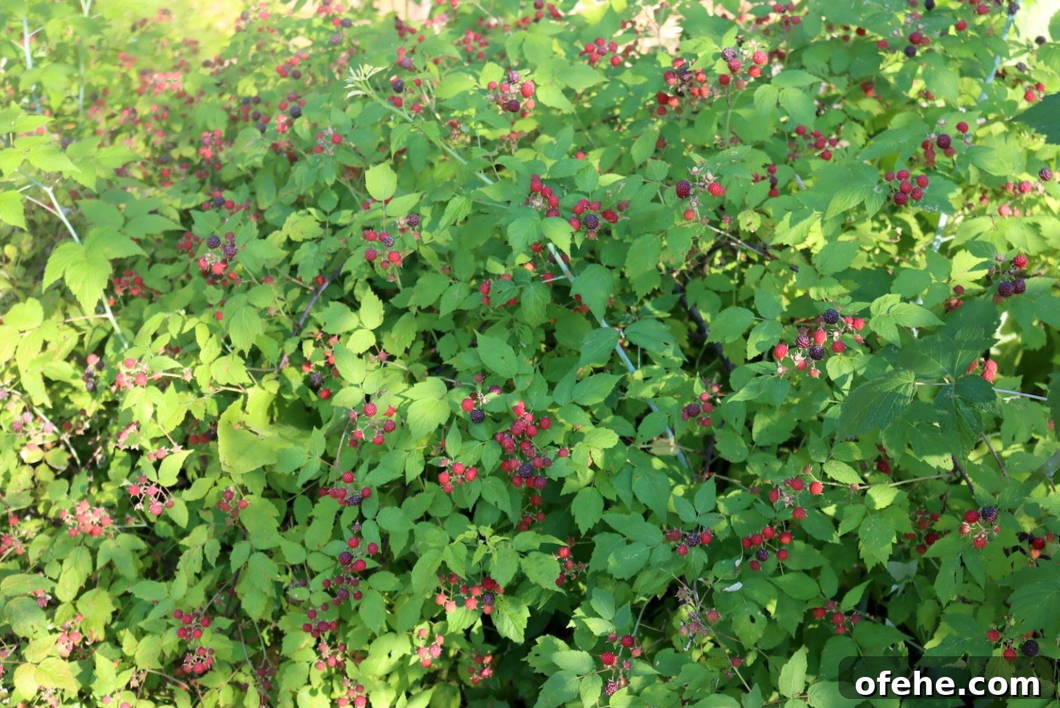 Dense Patch of Wild Black Raspberry
