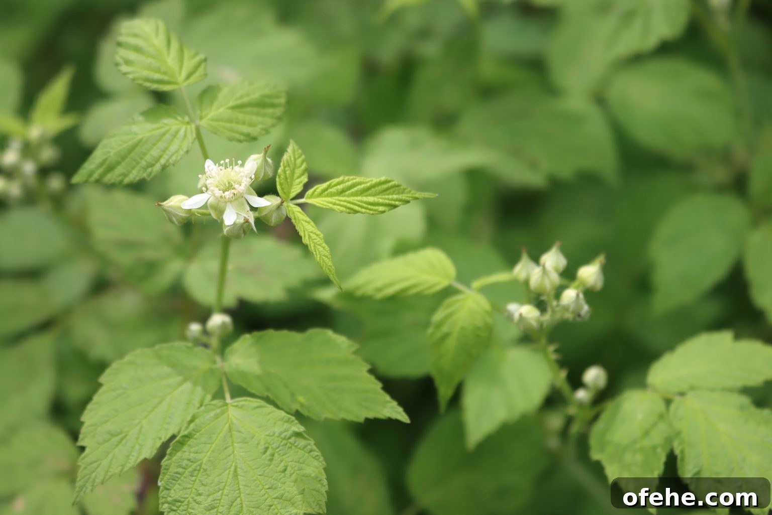 Wild Black Raspberry Flower