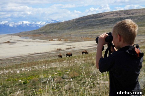 Day Trip to Antelope Island: Explore Great Salt Lake, Utah 2 Binos Bison