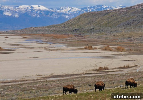 Day Trip to Antelope Island: Explore Great Salt Lake, Utah 3 Bison 3