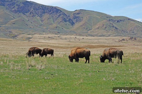 Day Trip to Antelope Island: Explore Great Salt Lake, Utah 4 Bison 4