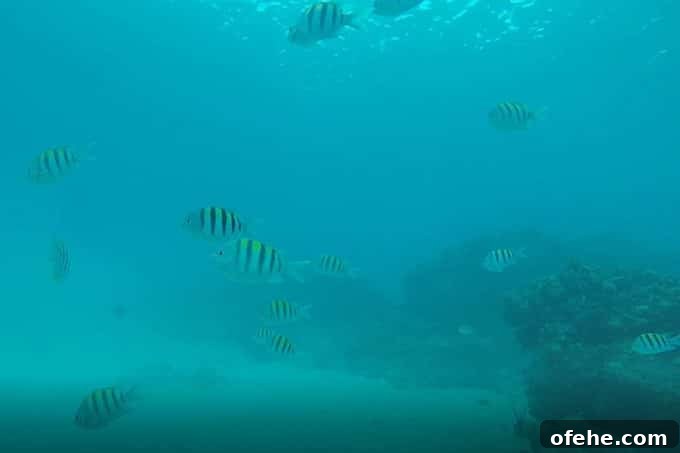 Helmet diving in Grand Cayman with Princess Cruises on the Caribbean Princess. This was one of the best cruise excursions I have ever experienced by far.