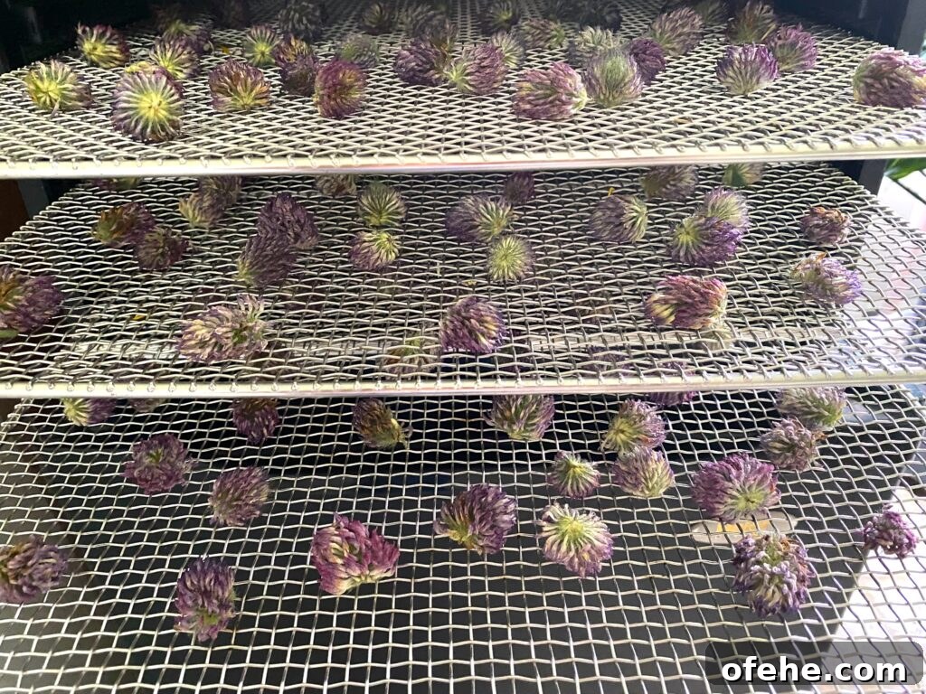 How to Harvest and Dry Red Clover for Seed and Forage 2 Dehydrating red clover