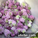 Fresh picked red clover in straining basket