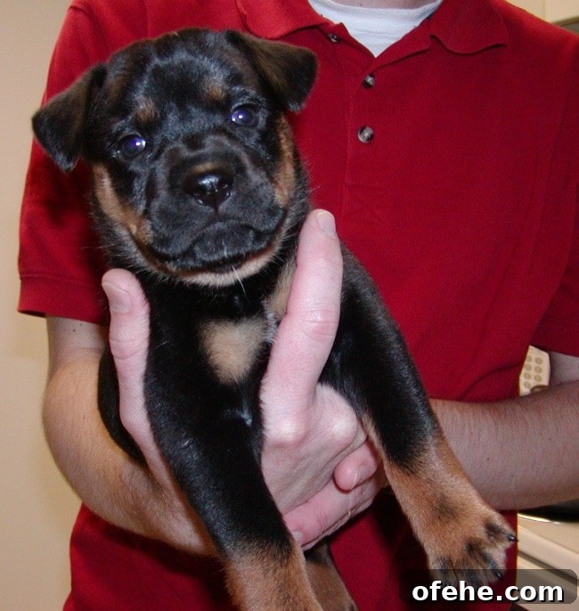 Charley puppy Charley puppy