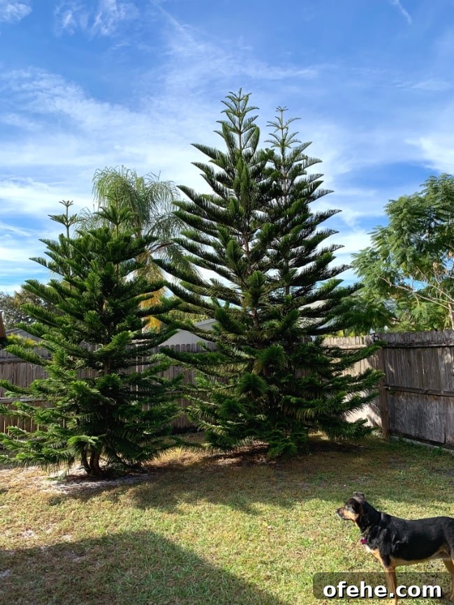 Trees and Angel Trees and Angel