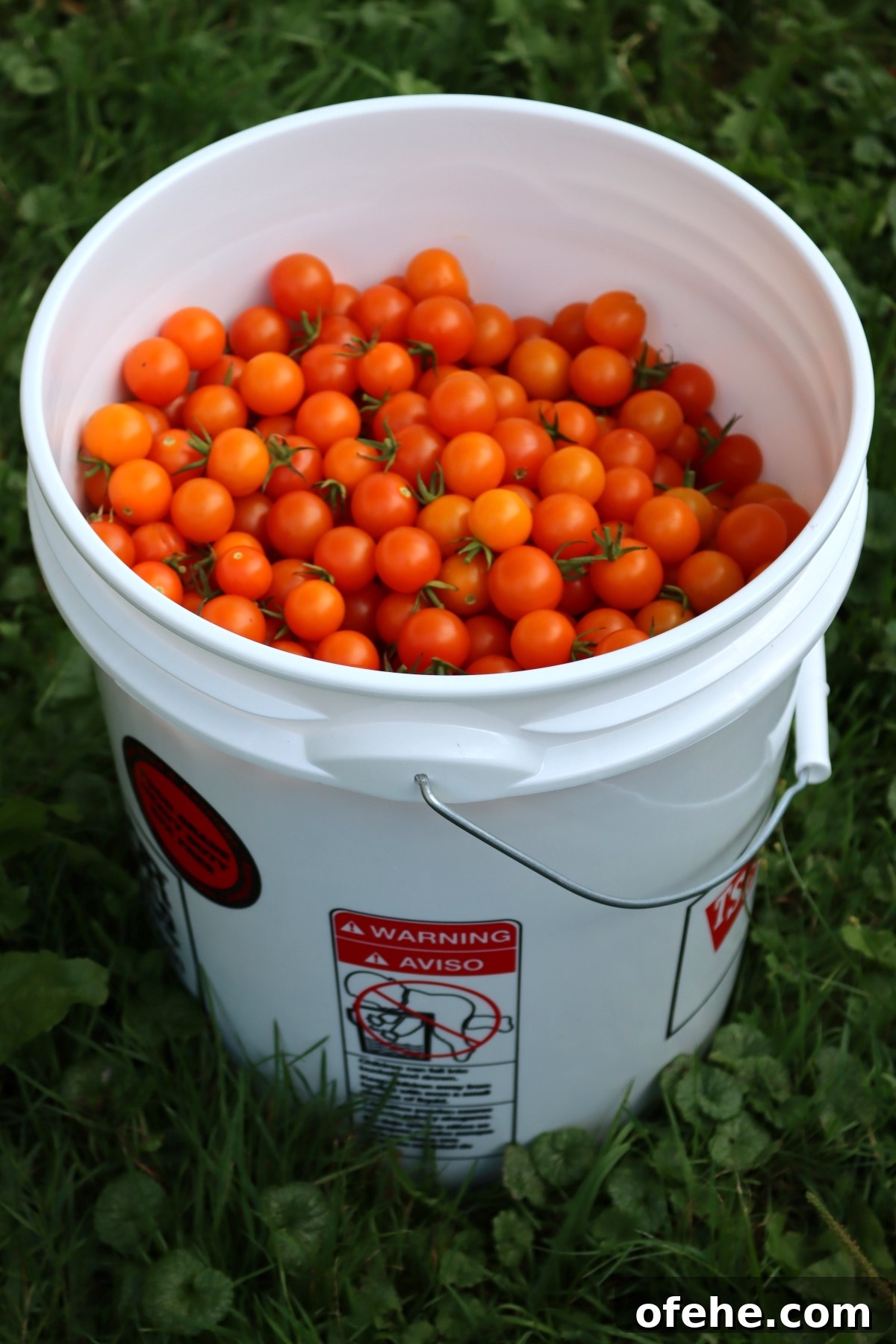 How to Can Cherry Tomatoes at Home: Step-by-Step Guide 5 Bucket of Cherry Tomatoes