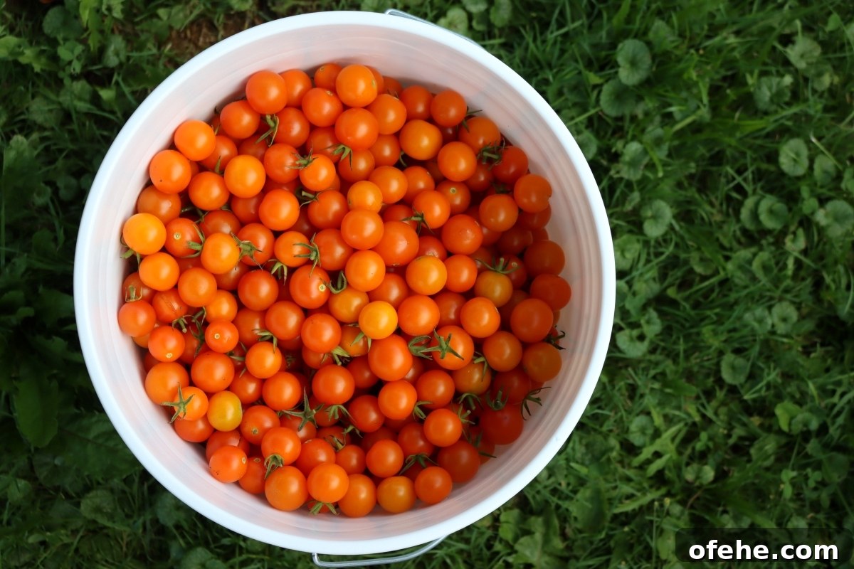How to Can Cherry Tomatoes at Home: Step-by-Step Guide 6 Bucket of Cherry Tomatoes