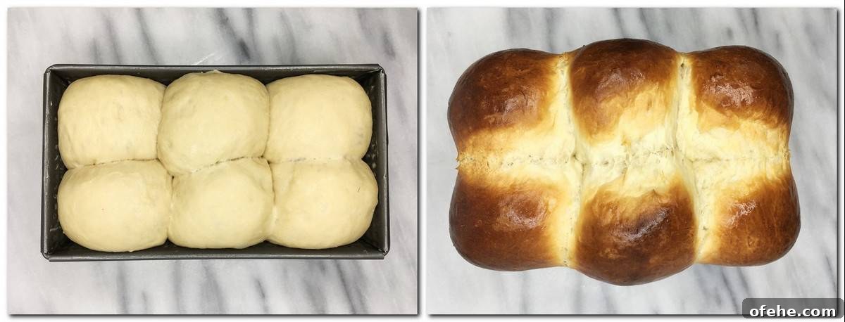 Authentic French Brioche Recipe for Soft, Buttery Loaves 8 Photo 5: Proofed brioche dough in a pan Photo 6: Baked brioche in a pan