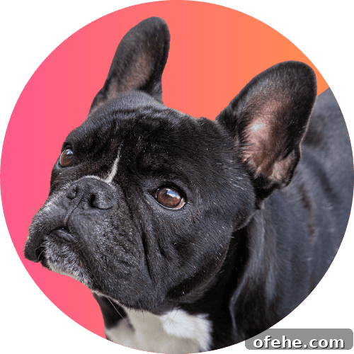 October 2023 Complete Guide: What You Need to Know This Month 3 Black French bulldog standing in front of pink and orange ombre background.
