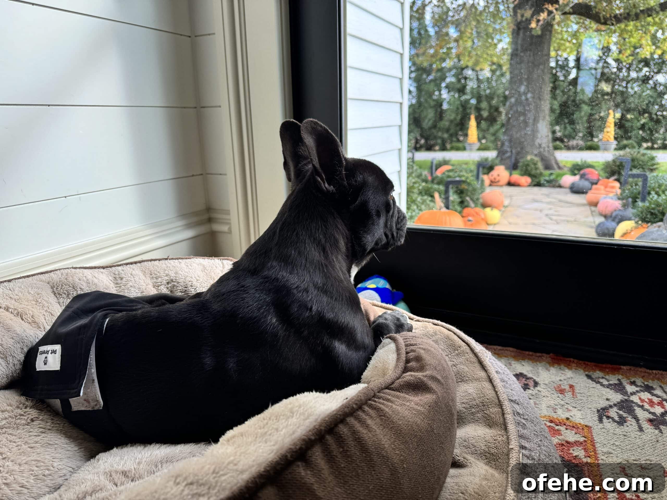 October 2023 Complete Guide: What You Need to Know This Month 4 Black French bulldog named Kip sitting on two beds in front of door looking outside.