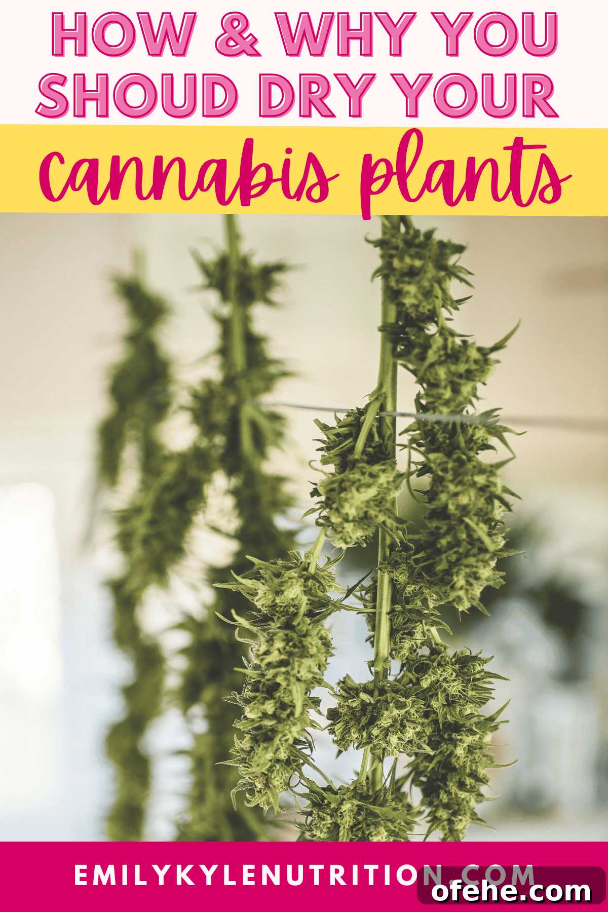 How to Dry Cannabis to Preserve Flavor and Potency 2 A picture of cannabis plants hanging to dry.