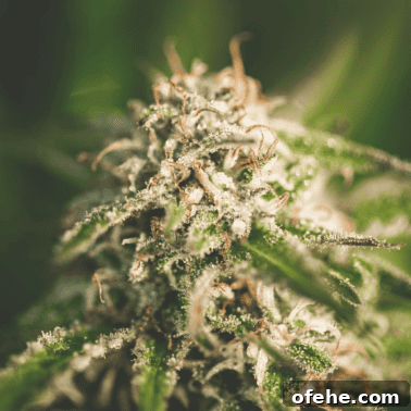 How to Dry Cannabis to Preserve Flavor and Potency 12 A picture of a cannabis flower bud.