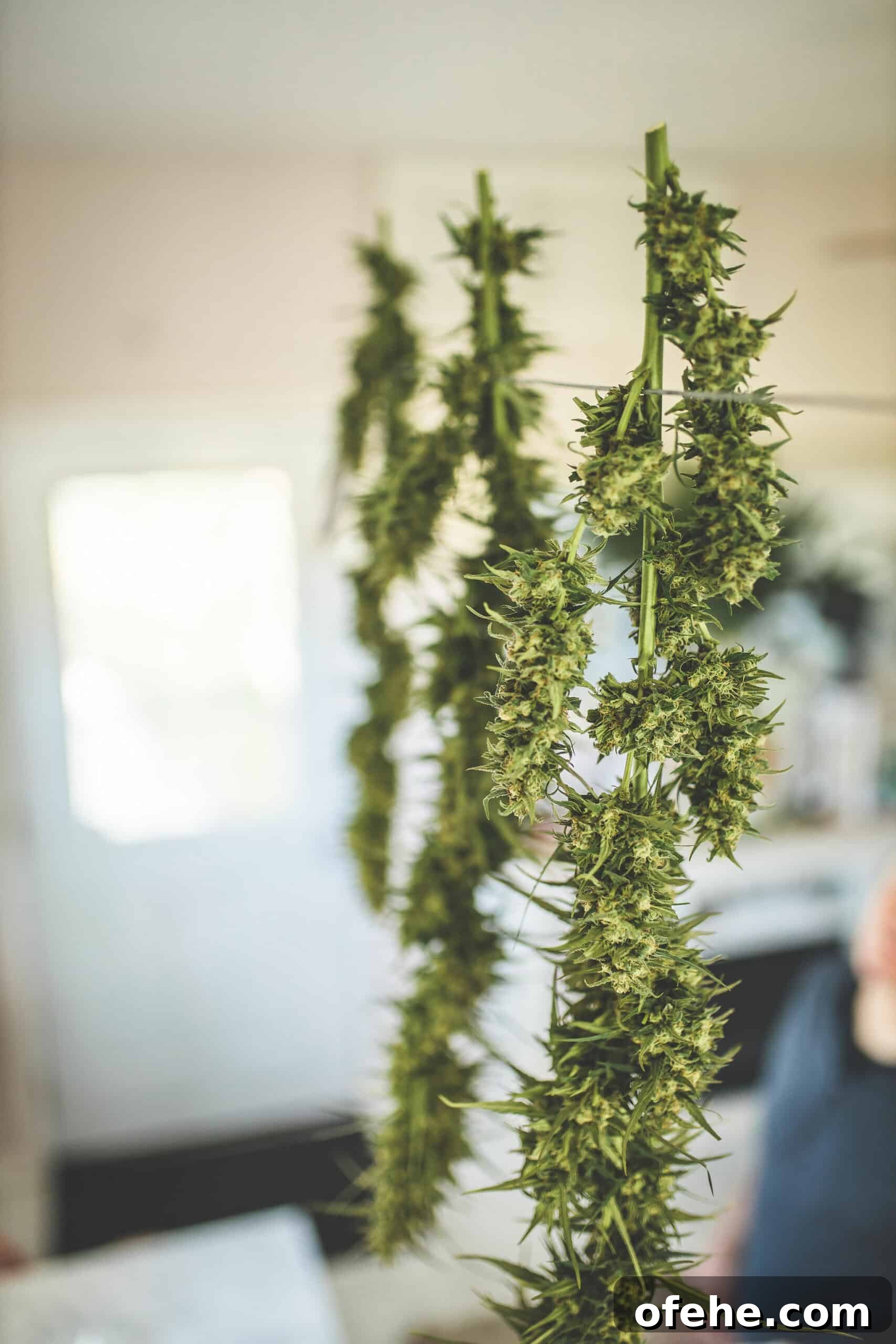 How to Dry Cannabis to Preserve Flavor and Potency 4 A picture of cannabis plants hanging to dry.