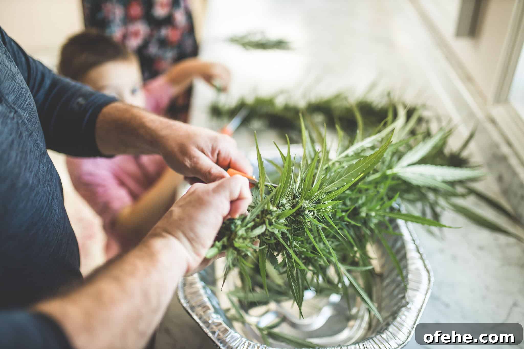 How to Dry Cannabis to Preserve Flavor and Potency 5 A picture of cannabis plants being harvested.