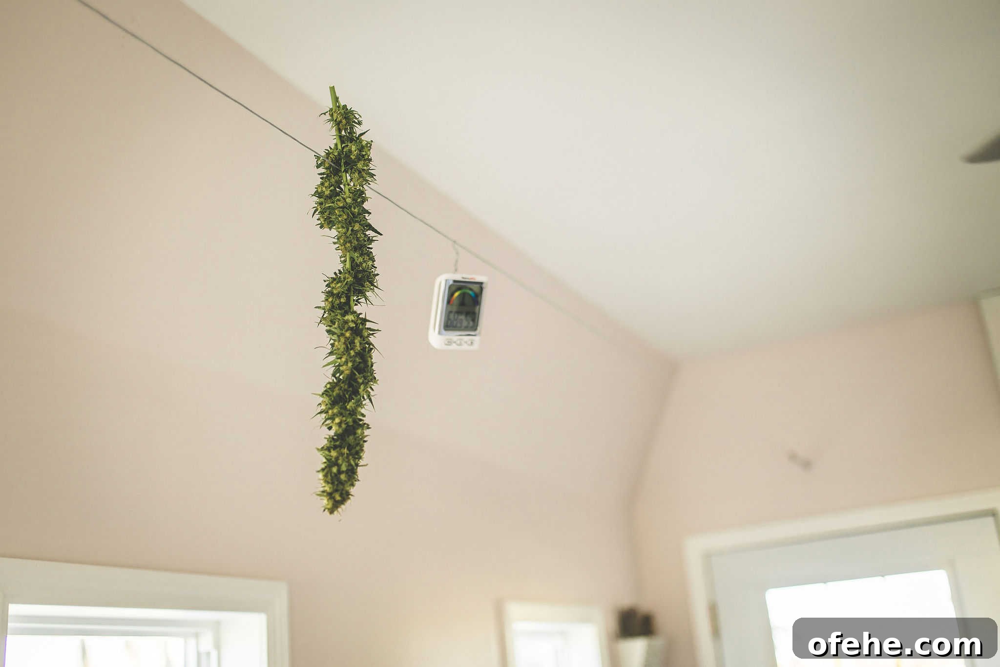 How to Dry Cannabis to Preserve Flavor and Potency 7 img 68316 7 1
