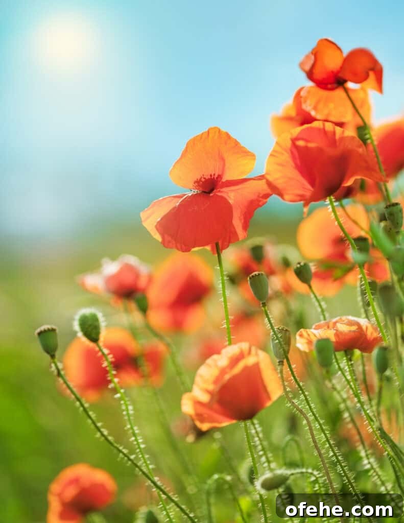 Top Memorial Day Sales and Discounts to Shop Now 2 california poppies blooming in the sunshine